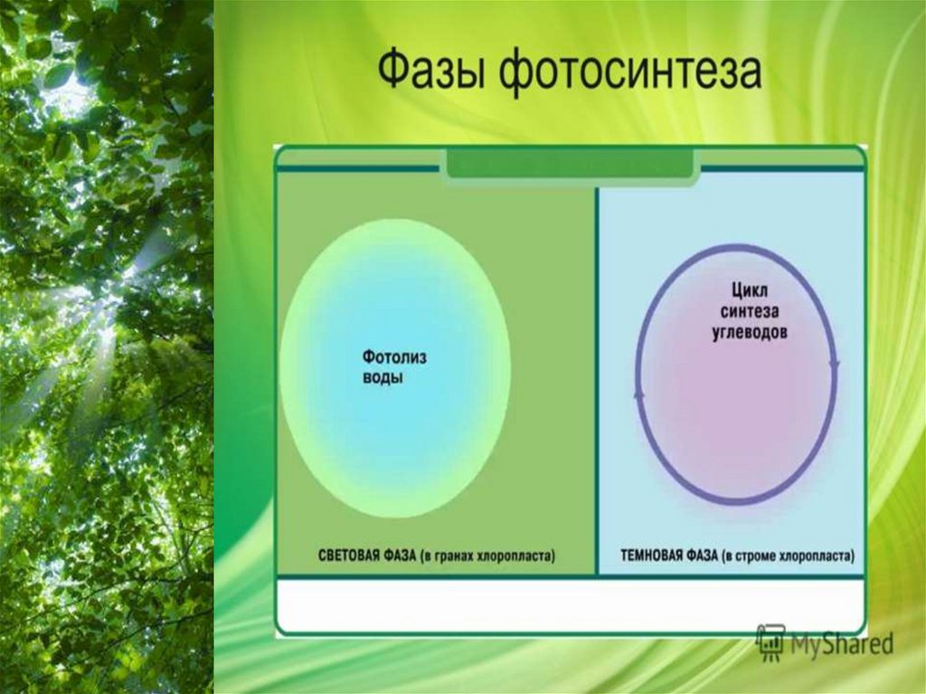 Значение фотосинтеза в природе биология 6 класс. Рефлексия по теме фотосинтез. Фотосинтез заключение. Фазы фотосинтеза таблица. Фазы фотосинтеза презентация.