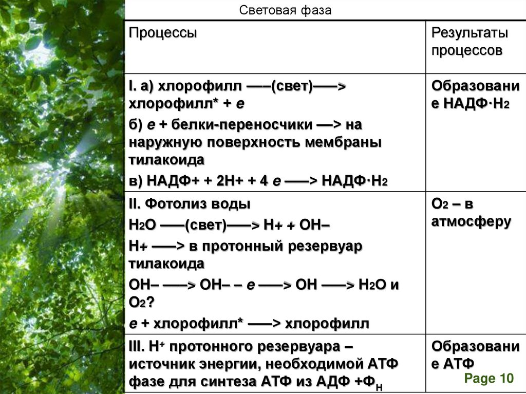 Общая схема фотосинтеза 10 класс биология