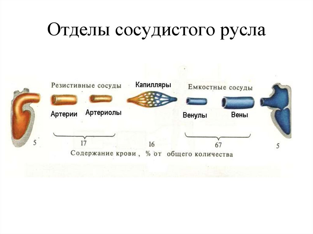 Отделы кровообращения