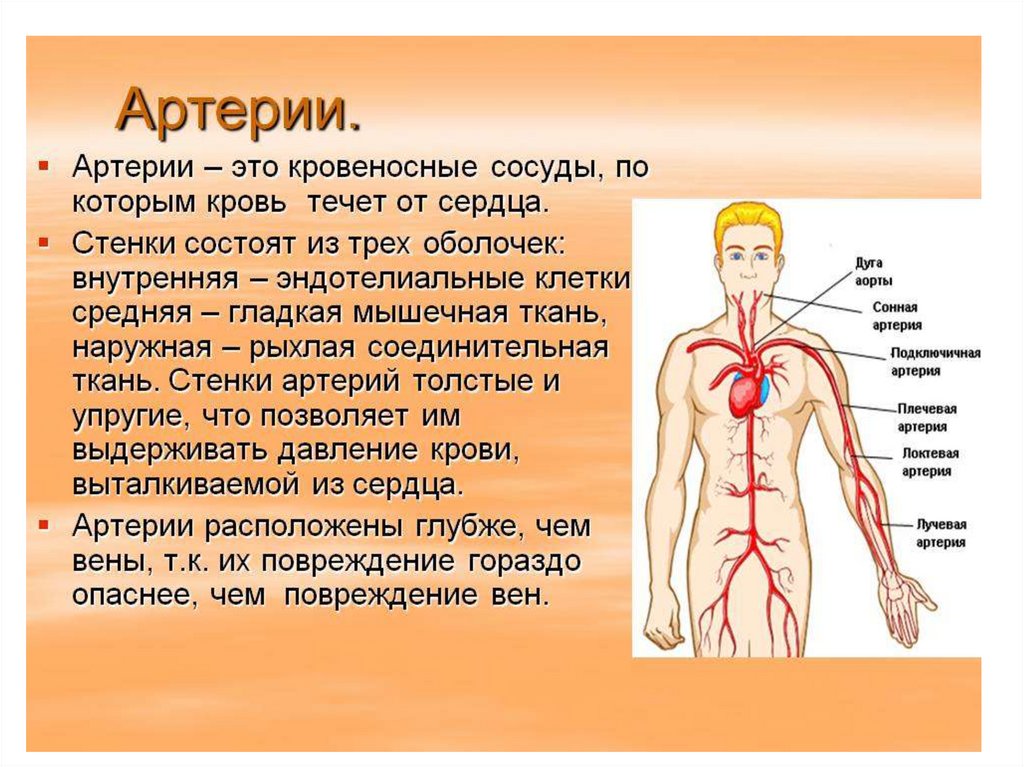 Статья артерия жизни по дну чего. Артерия. Артерии человека. Артерия это кратко. Названия артерий.
