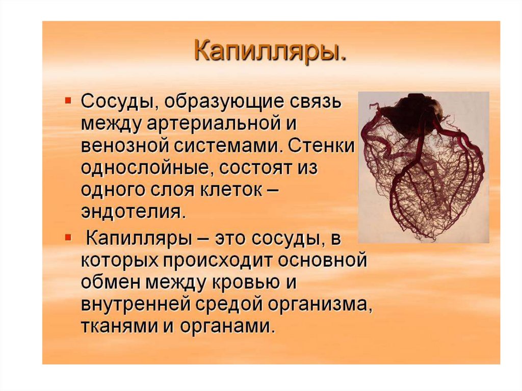 Капилляры. Капилляры в организме человека. Капиллярные кровеносные сосуды.