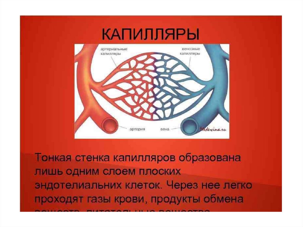 Что делают капилляры. Стенка капилляра. Стенка капилляра образована:. Капилляры и их строение. Строение стенки капилляра.