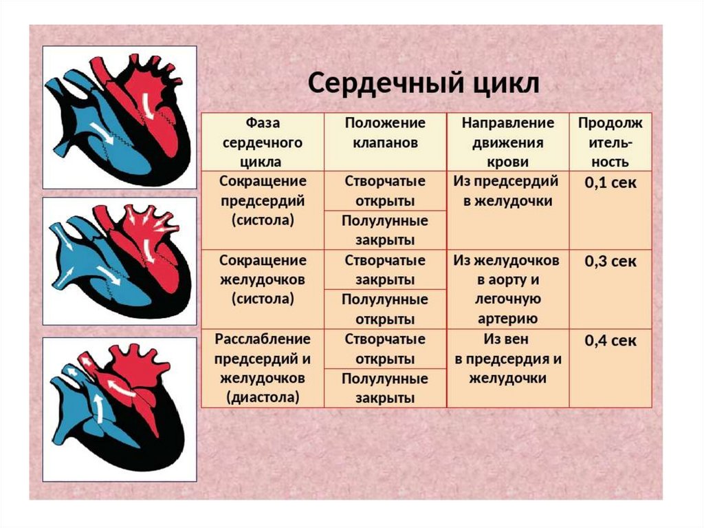 Сокращение предсердий в сердечном цикле. Последовательность фаз сердечного цикла. Фазы работы сердца таблица. Сердечный цикл систола желудочков и диастола желудочков. Фаза сердечного цикла систола желудочков.