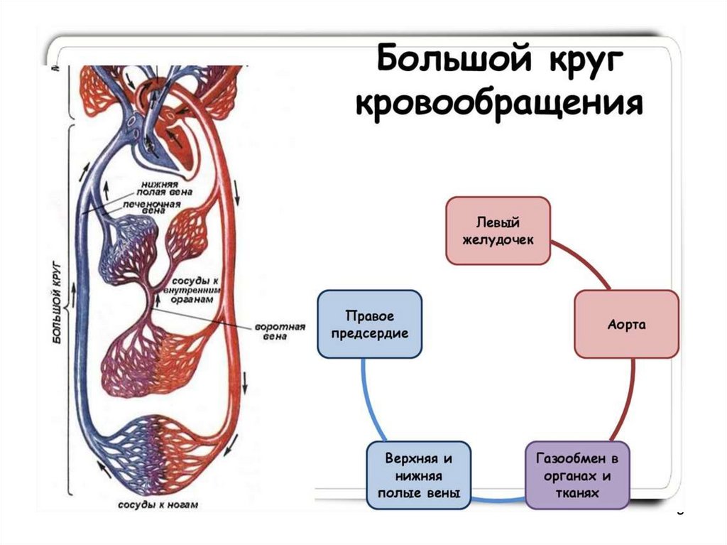 Основной какой системы является изображенная на рисунке клетка мышечной кровеносной системы