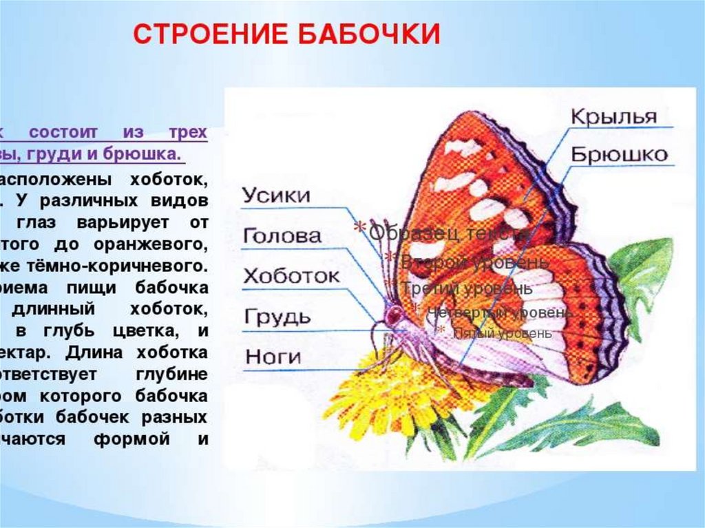 Сведения о бабочках 2 класс окружающий мир. Описание бабочки. Бабочки для презентации. Бабочки картинки описание. Описание бабочки для детей.
