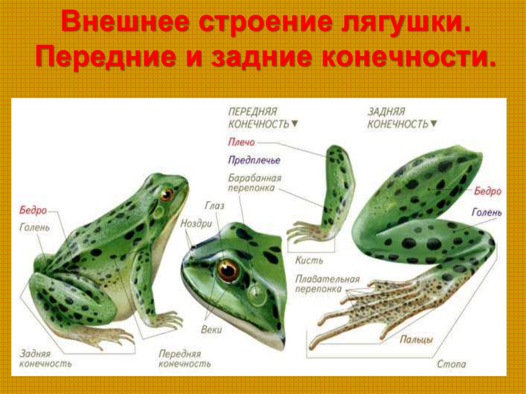 Особенности организма земноводных. Земноводные строение лягушки. Внешнее строение лягушки. Земноводные внешнее строение. Внешнее строение амфибий.