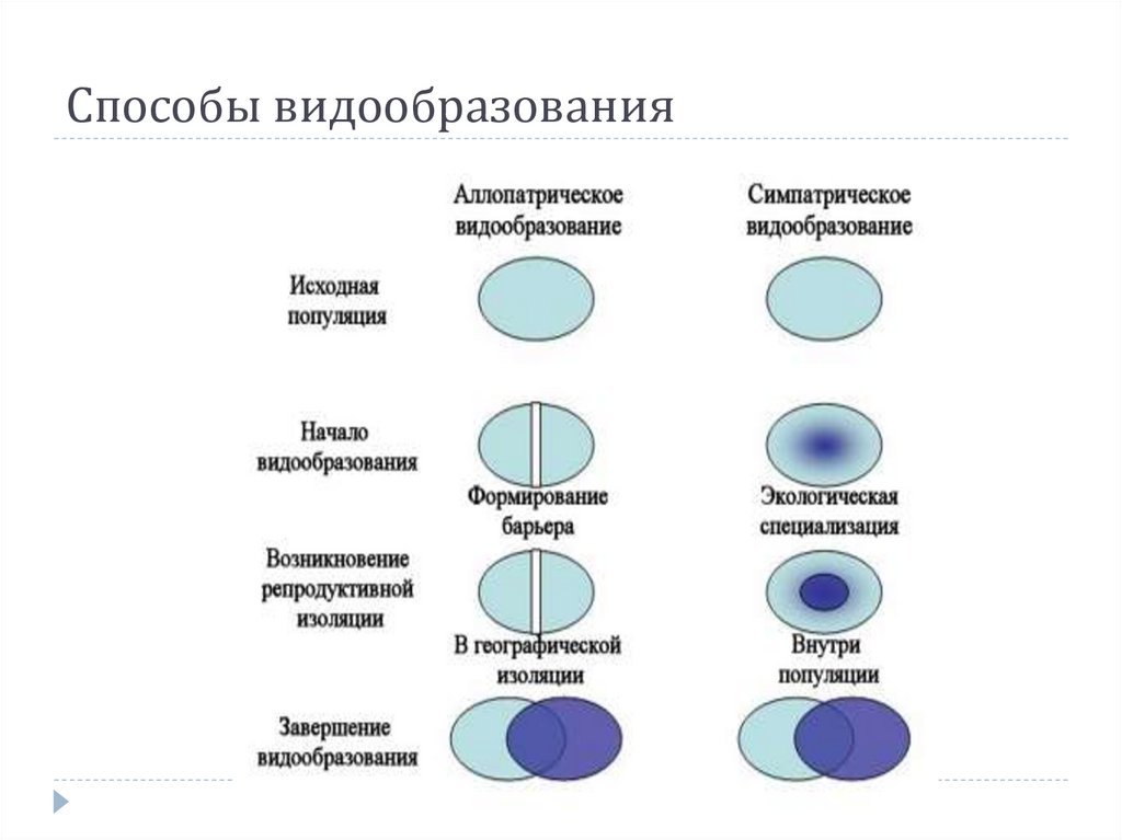 Какой способ протекания симпатрического видообразования представлен на схеме