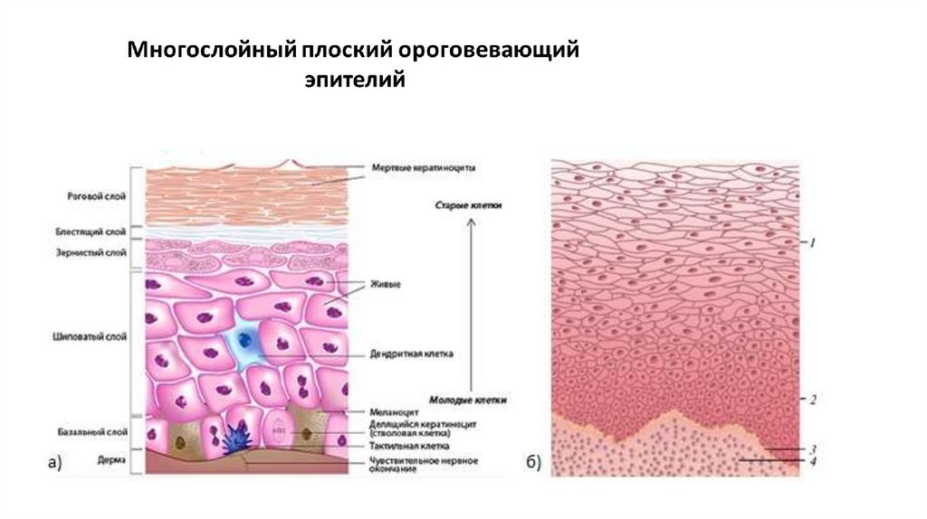 Сосочковый и сетчатый слой кожи. Мембраной эпителиальных клеток.. Строение эпителиальной клетки. Какие структуры кожи образованы эпителиальной тканью.