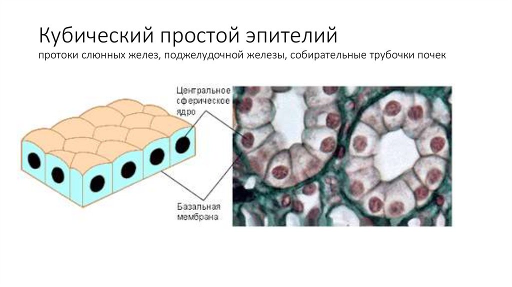 Однослойный эпителий образует. Где располагается кубический эпителий. Базальная мембрана кубического эпителия. Кубический эпителий в молочной.