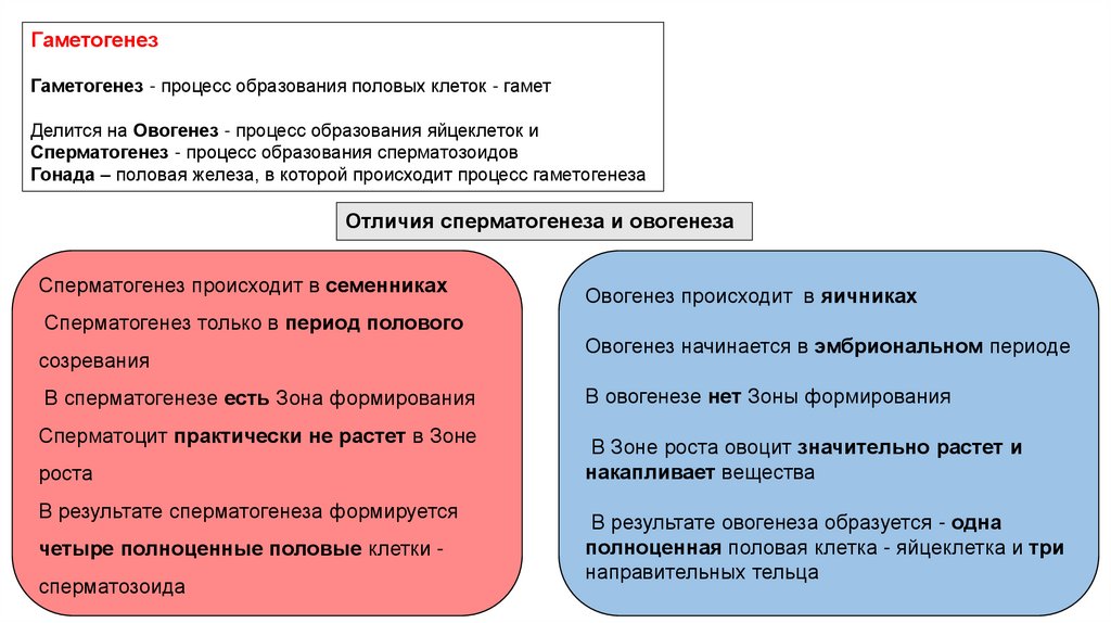 Сперматогенез — Википедия