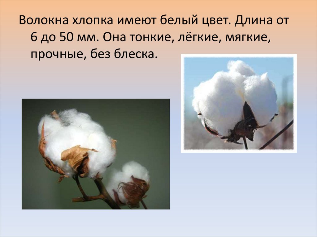 Хлопчатобумажное волокно. Получение и его свойства - презентация онлайн