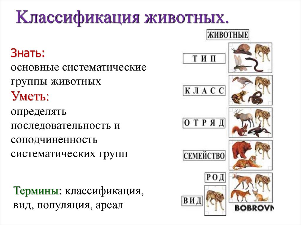 Семейства животных классификация