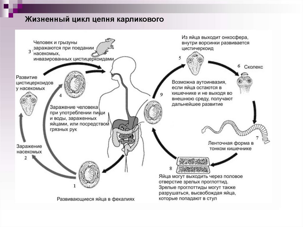 Цикл ленточных червей. Онкосфера ленточных червей. Жизненный цикл легочного сосальщика. Жизненный цикл ленточных червей. Класс сосальщики жизненный цикл схема.