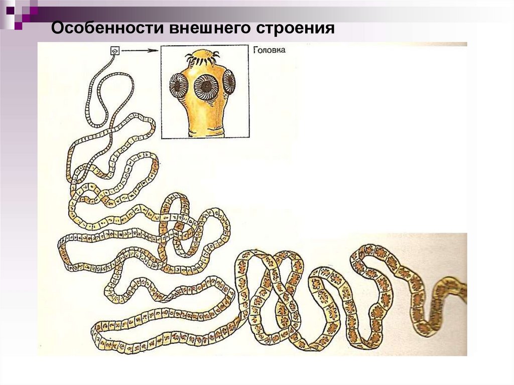 Свинья и свиной цепень