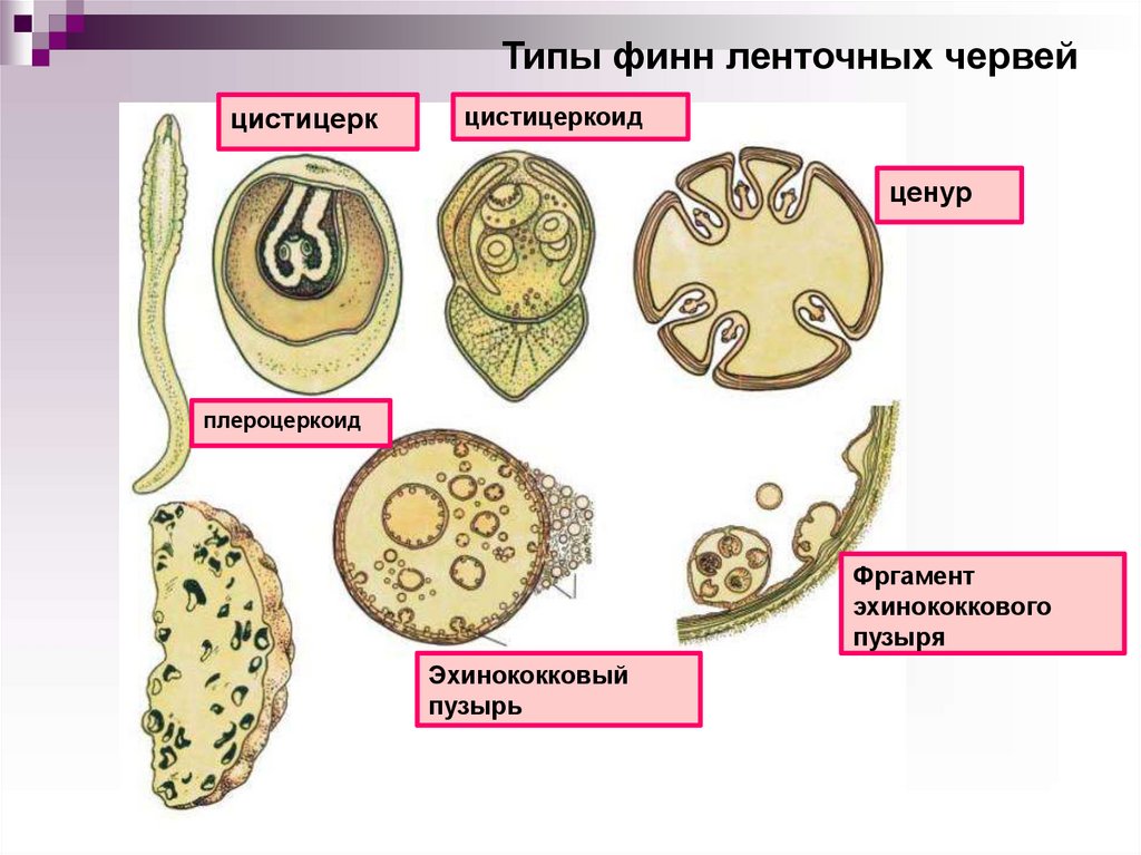 Образ жизни ленточных червей