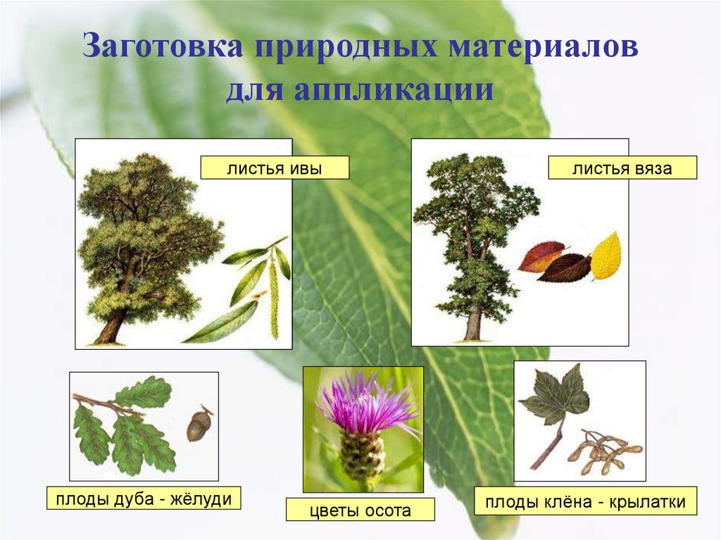 Заготовка природных. Вяз листья и плоды. Какие растения имеют плод Желудь. Какие листья и плоды у вяза. Аппликация из крылаток клена.