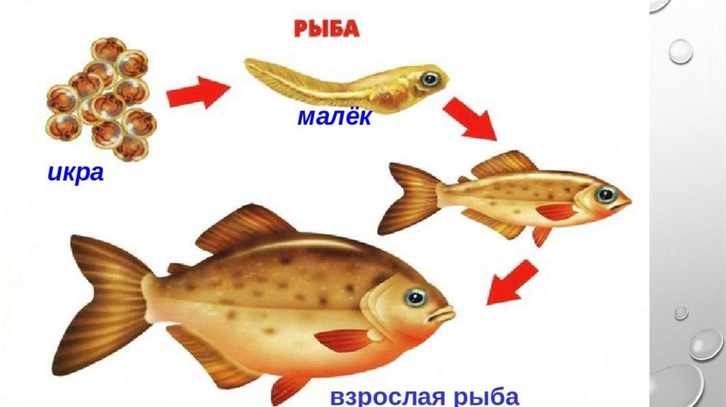 Как растет живое картинки для детей