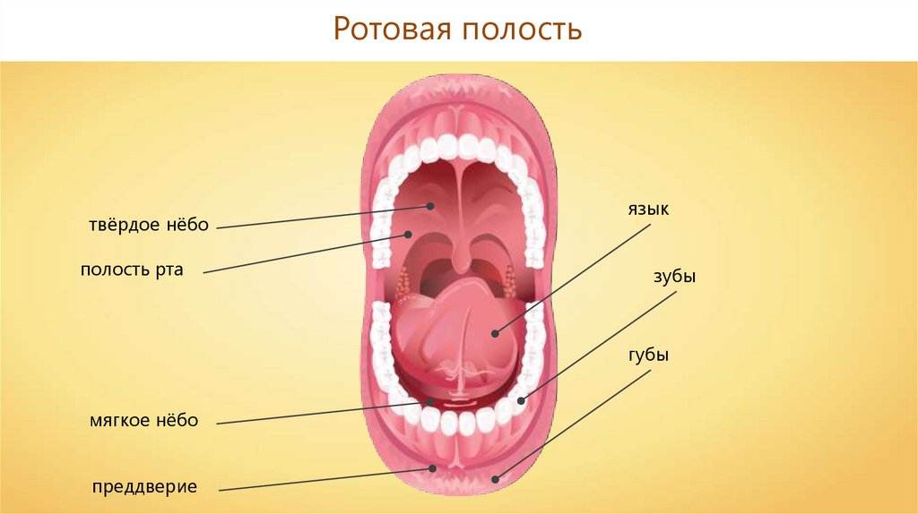 Составляющие полости рта. Строение ротовой полости. Строение ротовой полост.