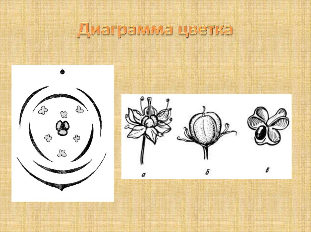 Диаграмма цветка лилии