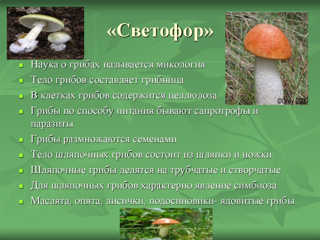 Наука которая изучает грибы. Микология наука о грибах. Микология грибы. Микология изучает грибы. Науку о грибах называют.