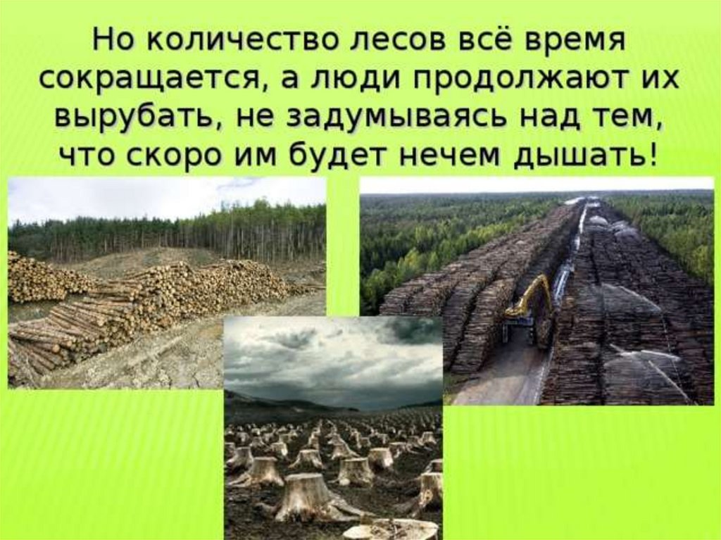 Лес число. Что сделал человек для природы широких лесов. Сколько леса вырубается ежегодно. Что люди берут от леса. Лес чисел.