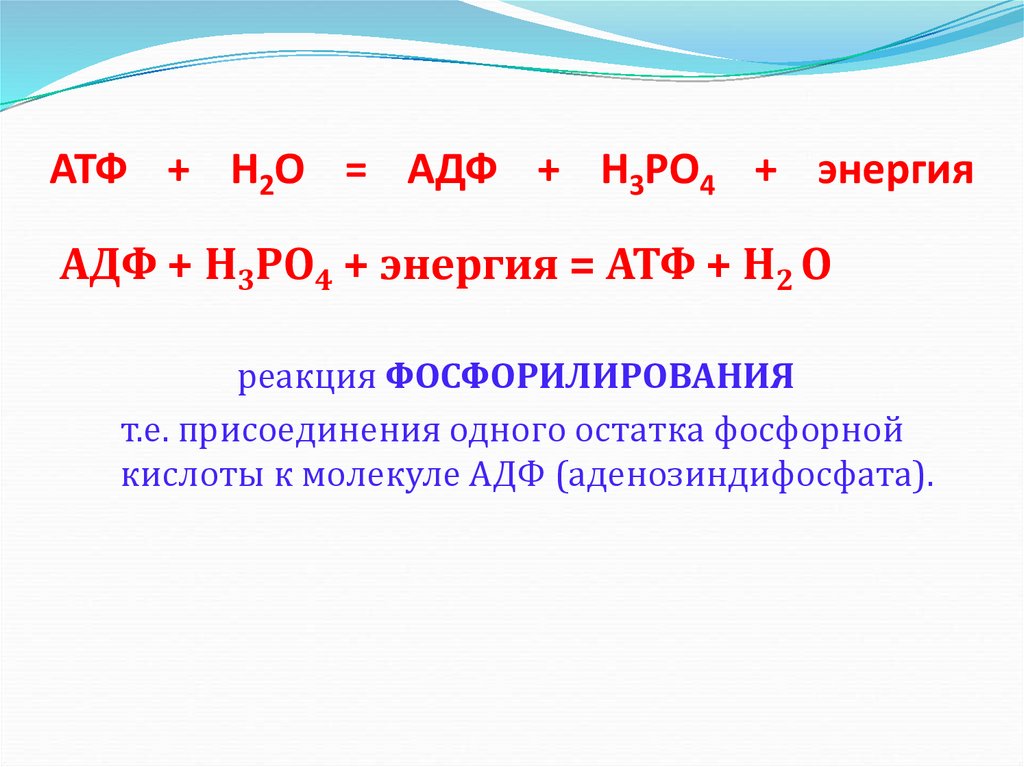 Атф накапливается. АТФ н2о АДФ н3ро4. АТФ фосфорная кислота. АТФ И вода реакция. АТФ В АДФ реакция.