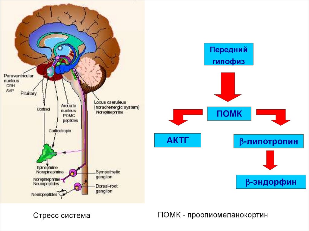 Патофизиология эндокринной системы презентация