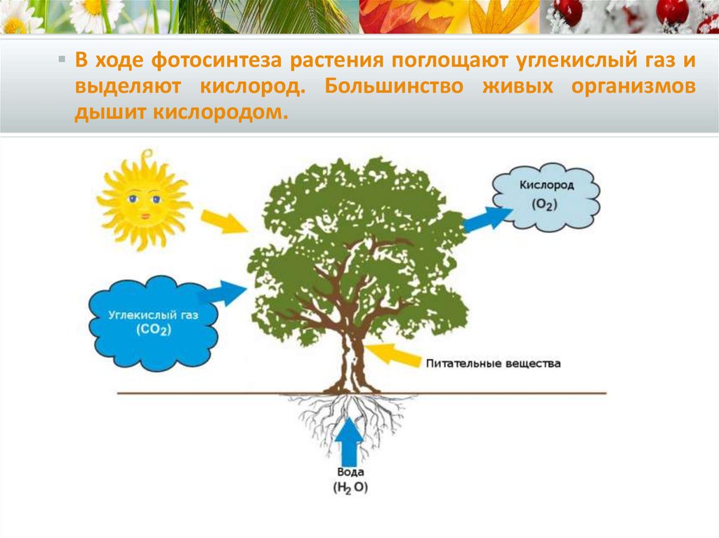 Углекислый газ 3 класс. Фотосинтез дерева схема. Растения выделяют кислород. Питание растений. Схема питания растений.