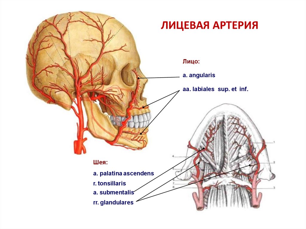 Магистральные артерии мозга. Кровеносное русло на лице. Кровеносное русло человека где находится. Сосудистое русло где находится.