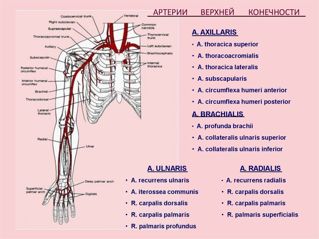 Кровообращение верхней конечности. Артерии верхней конечности анатомия. Схема кровоснабжения верхней конечности. Ветви артерий верхней конечности. Схема артериального кровотока верхней конечности.