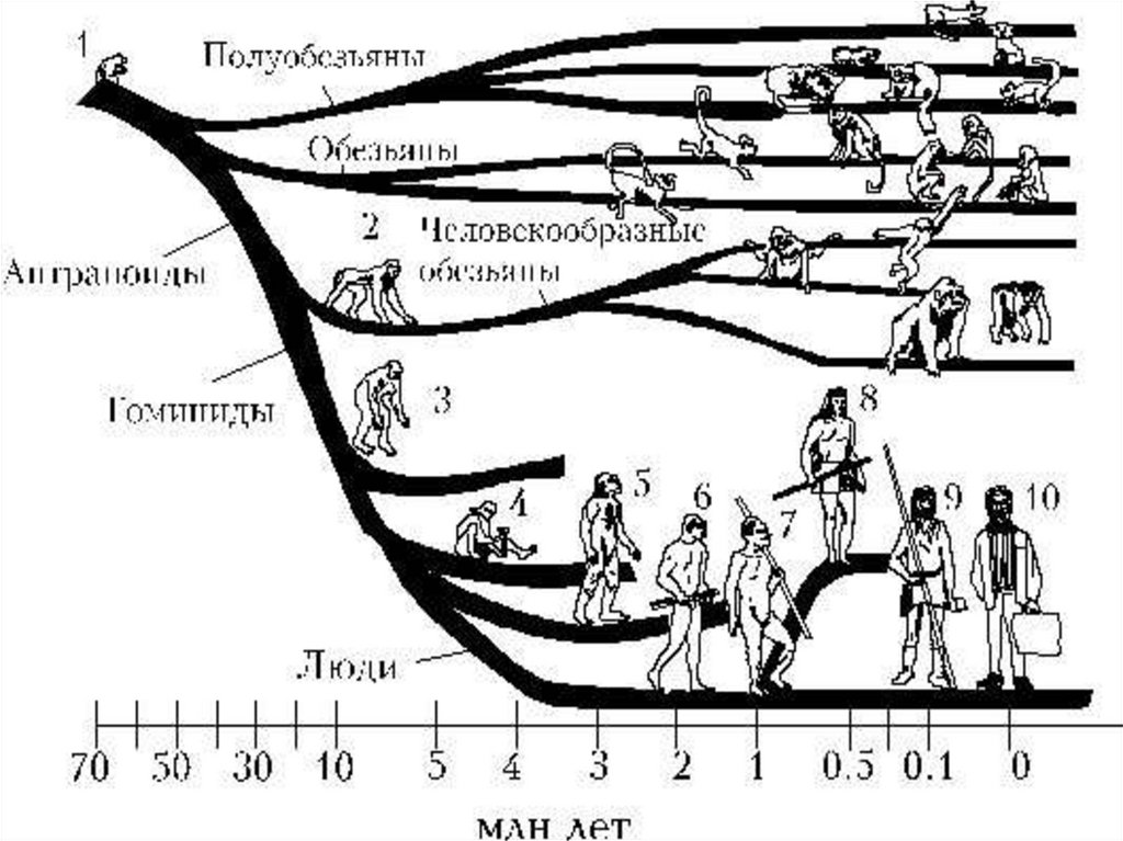 Схема появления человека