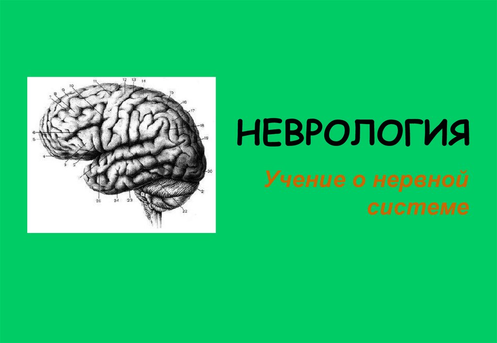 Учение о нервной системе. Темы для презентации неврология. Неврология рисунки с ответами. Презентация по неврологии темы для презентаций. Неврология животных картинки.