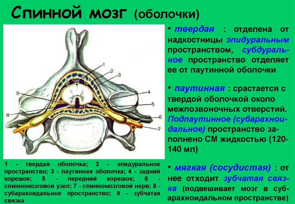 Рисунки по неврологии