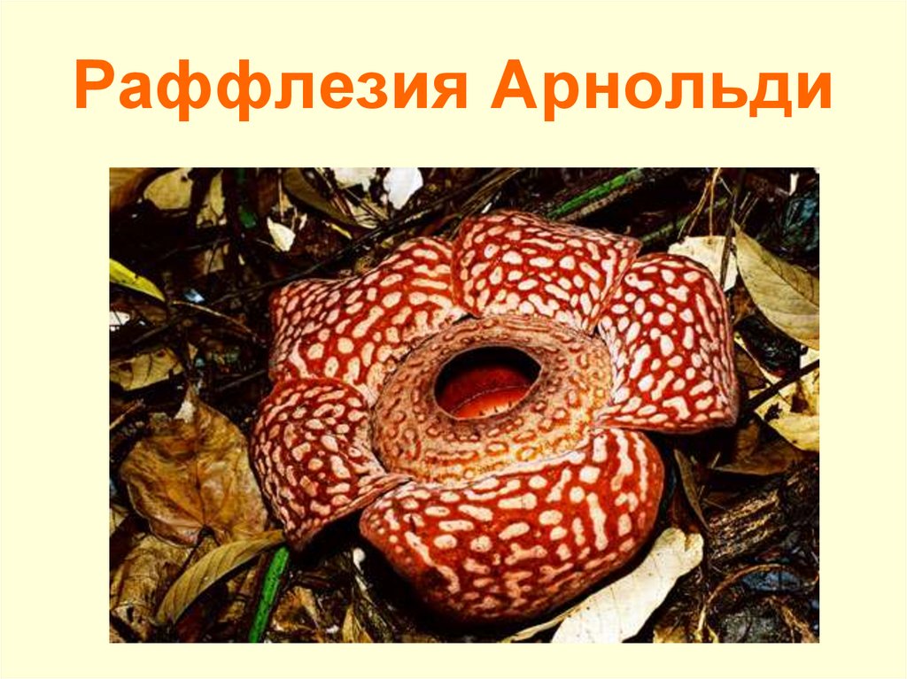 Раффлезия Арнольди