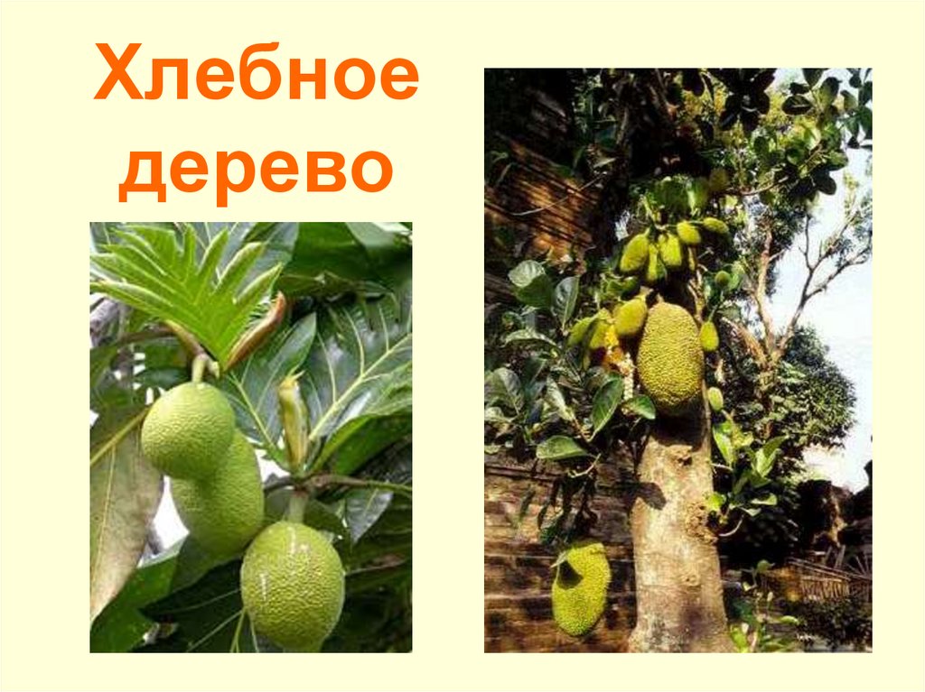 Хлебное дерево