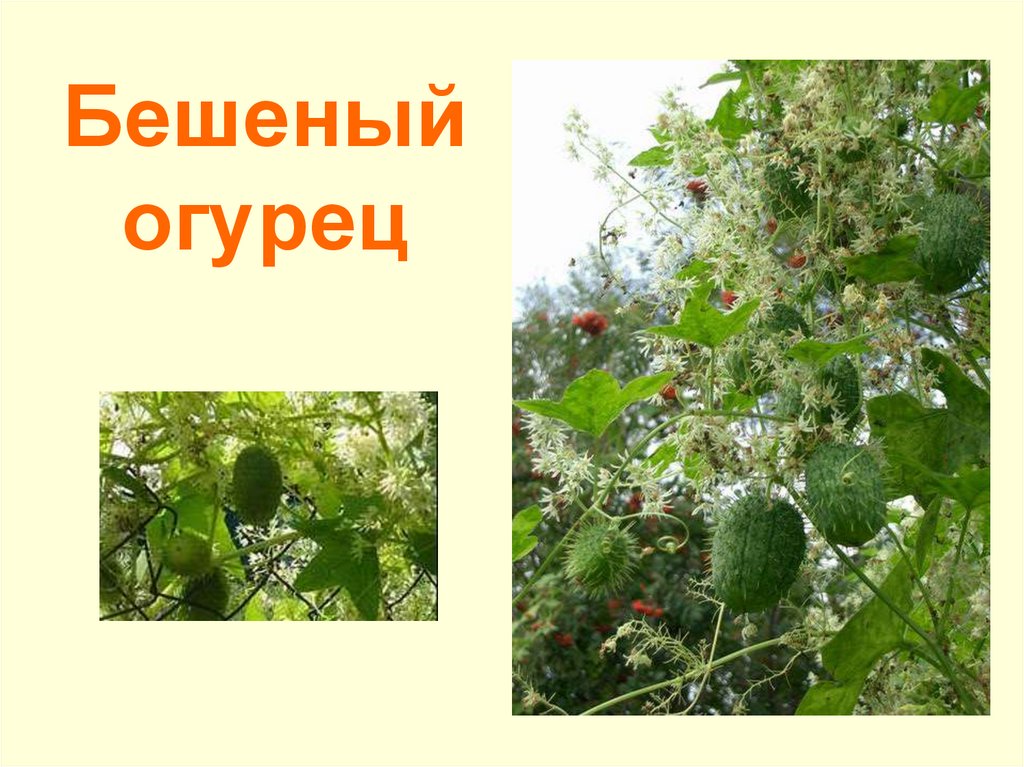 Бешеный огурец