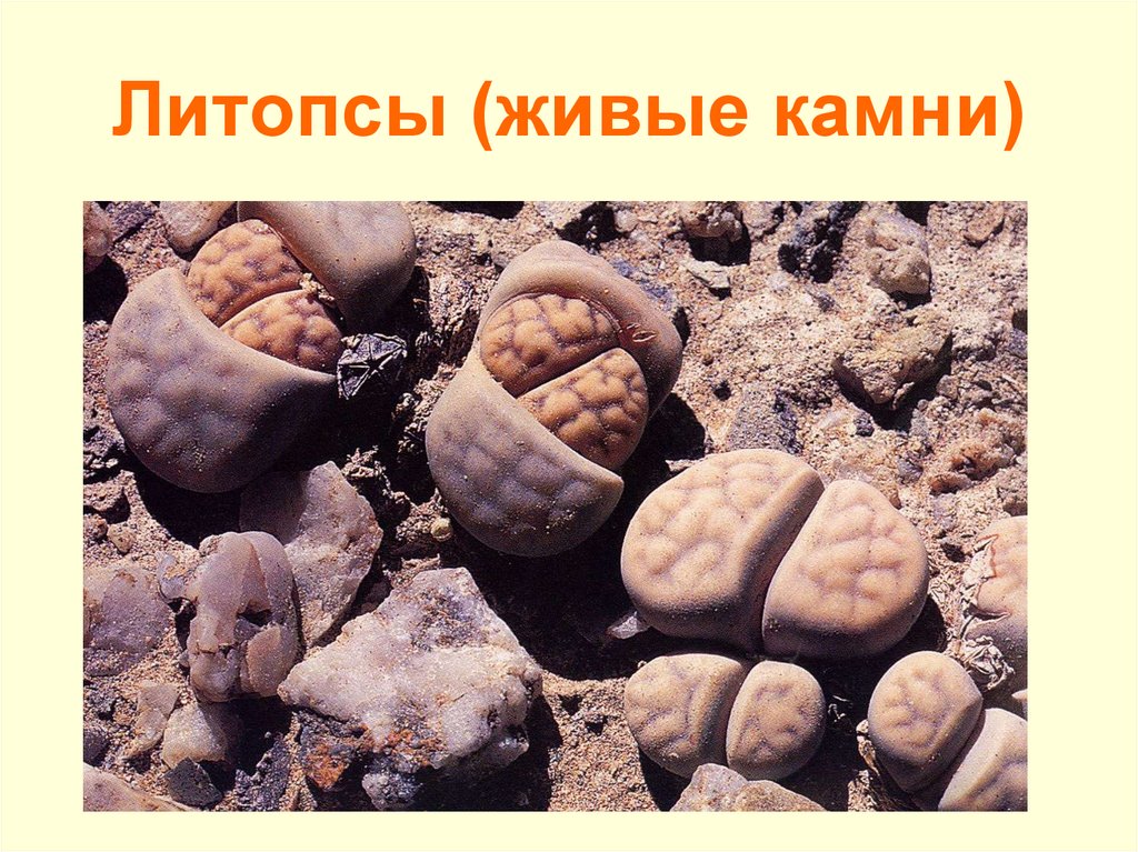 Литопсы (живые камни)