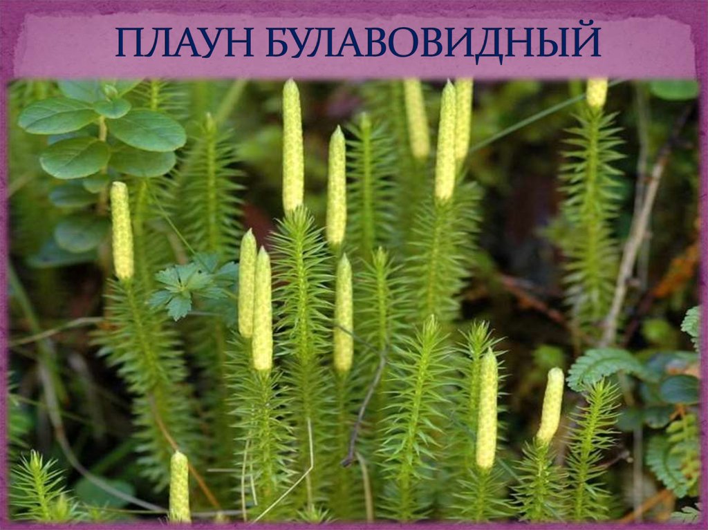 Какое значение хвощей в природе. Плаун булавовидный. Плаун ликоподий. Мох плаун булавовидный. Плаун годичный (Lycopodium annotinum).