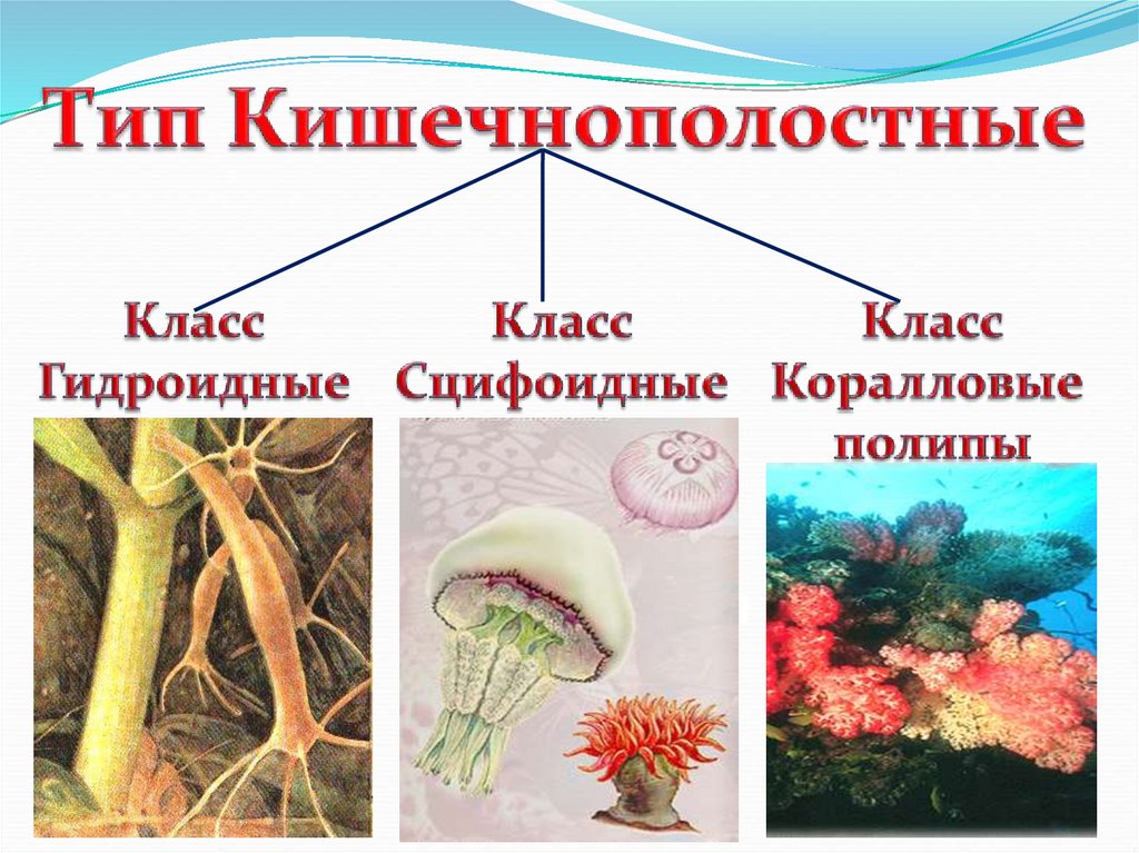 Презентация по биологии 7 класс кишечнополостные