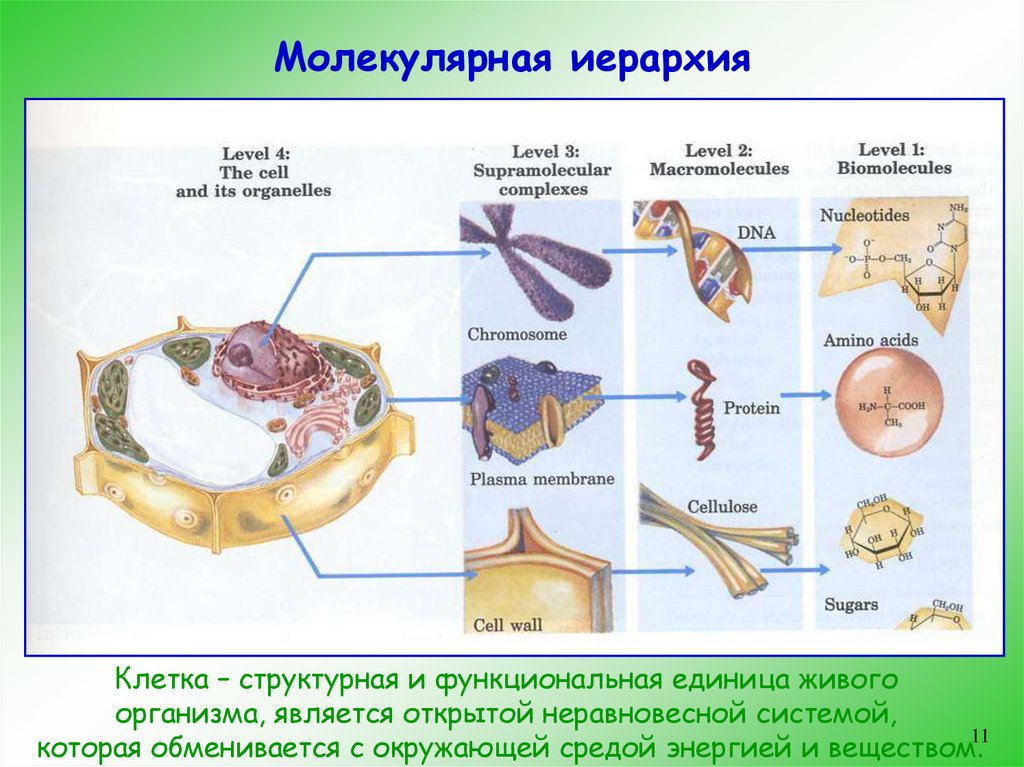 Структурной и функциональной единицей живых организмов является