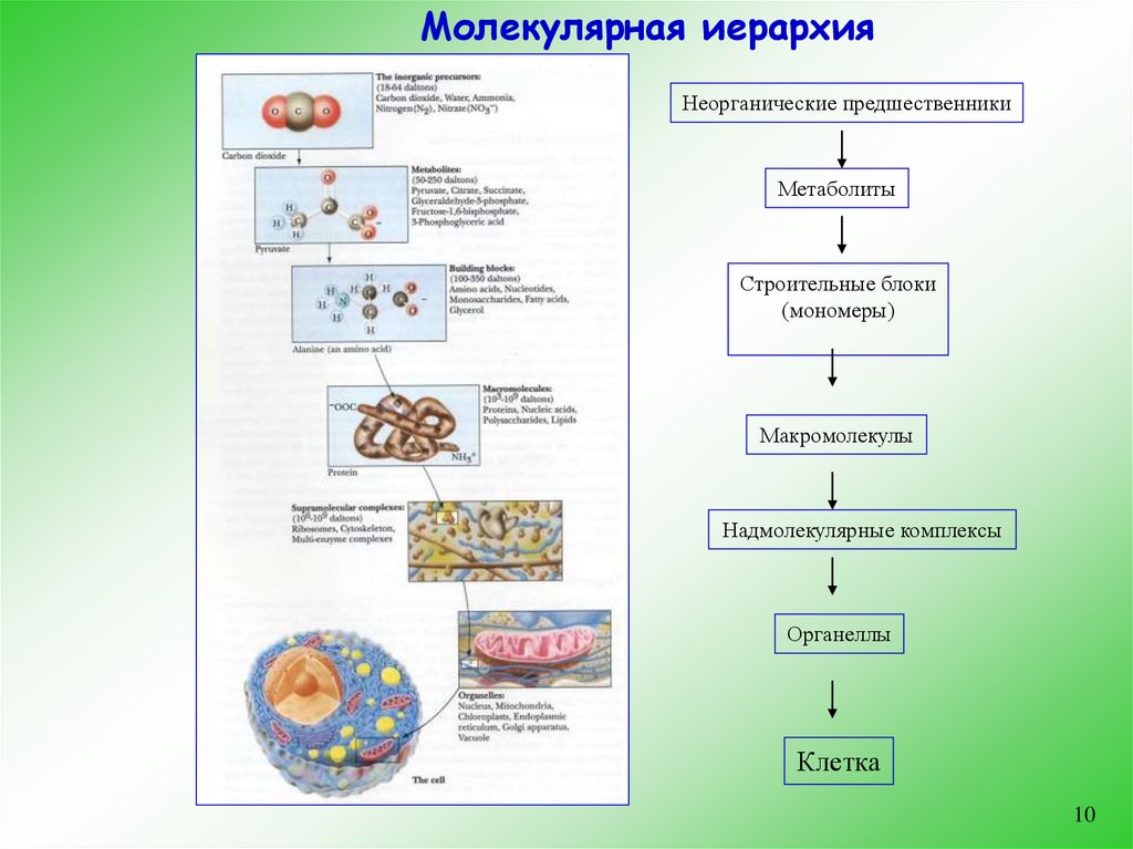 Расщепление мономеров. Образование полимеров из мономеров. Изменение структуры клеток. Надмолекулярные белковые комплексы. Расщепление до мономеров.