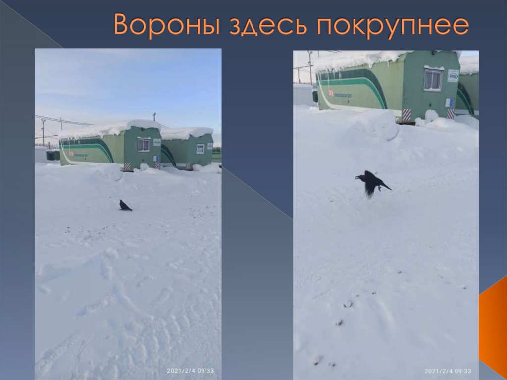 Вороны здесь покрупнее