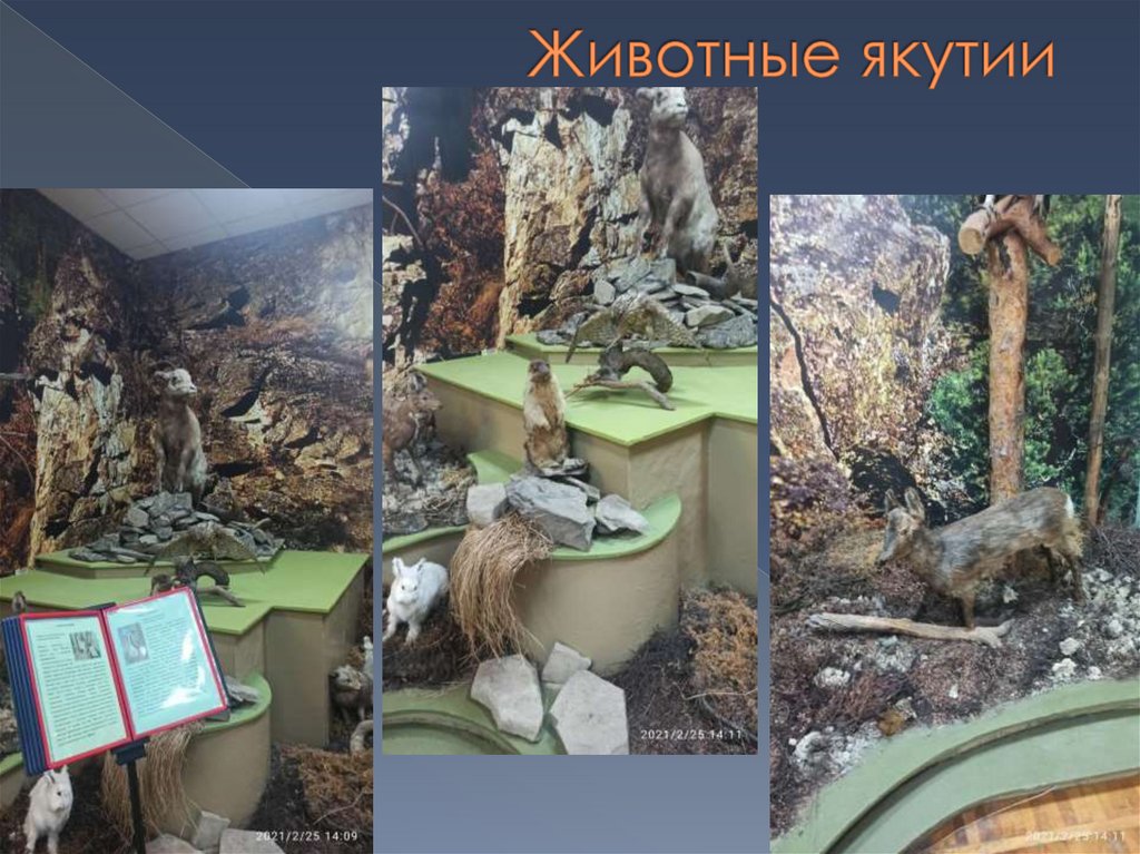 Животные якутии