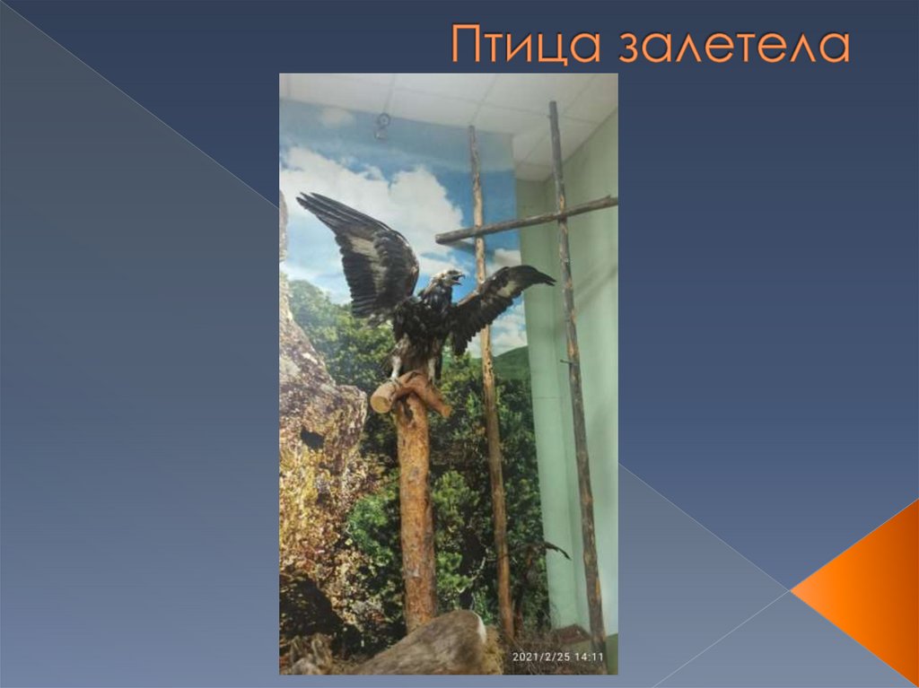 Птица залетела