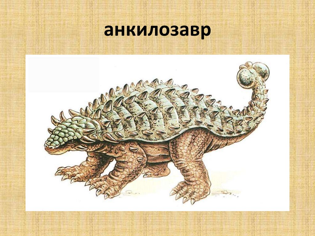 Трицератопс и анкилозавр. Какой анкилозавр. Анкилозавр питание. Анкилозавр спинозавр. Какой анкилозавр.