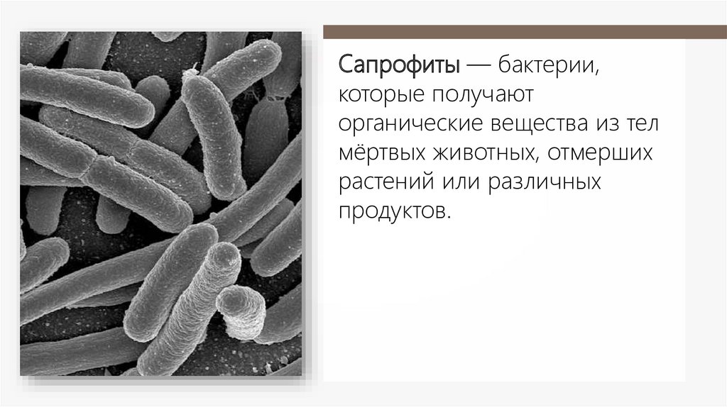 Бактерии сапрофиты фото