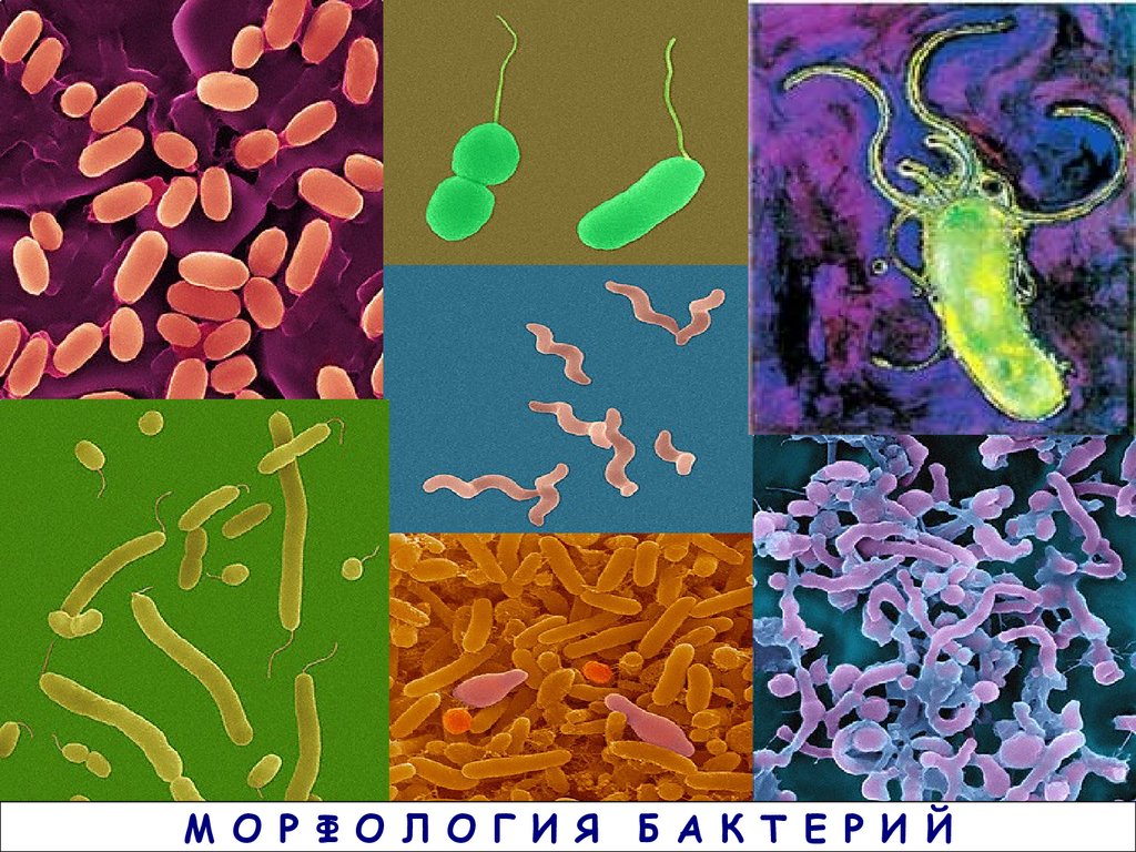 Микроб микробиология