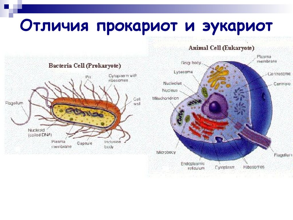 Сравнение клеток прокариотов. Строение бактерий эукариот. Сравнение прокариотической и эукариотической клетки рисунок. Строение клетки прокариот и эукариот рисунок. Строение бактерий прокариоты и эукариоты.