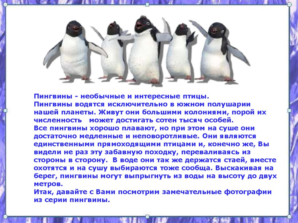 Рассказы про пингвинов для детей. Описание пингвина кратко. Пингвин для детей. Сведения о пингвинах. Рассказ о пингвине.