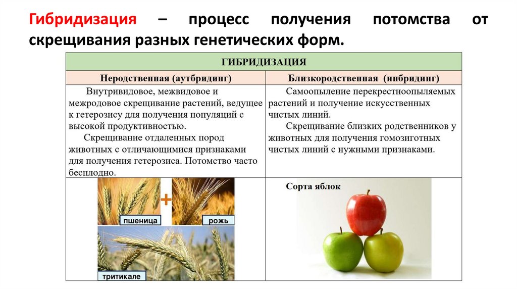 К методам классической селекции относятся